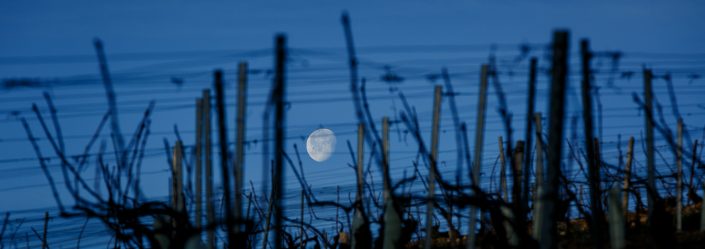 Photos des vignes de Chablis 89