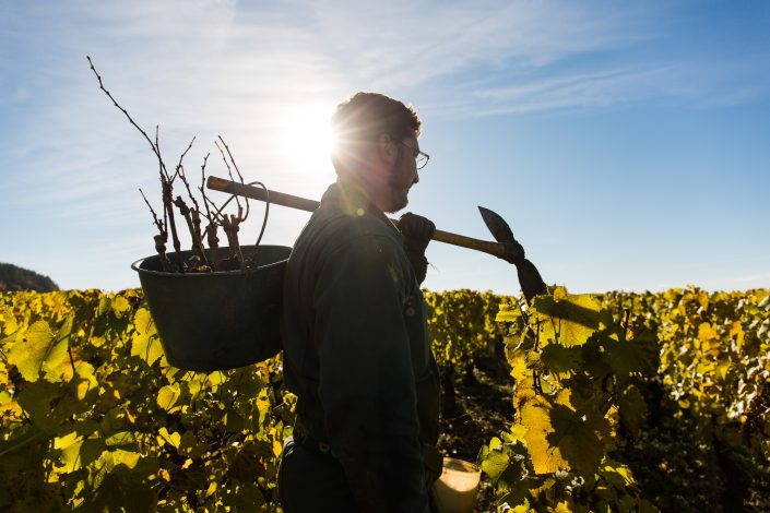 Photographe professionnel pour vigneron Bourgogne