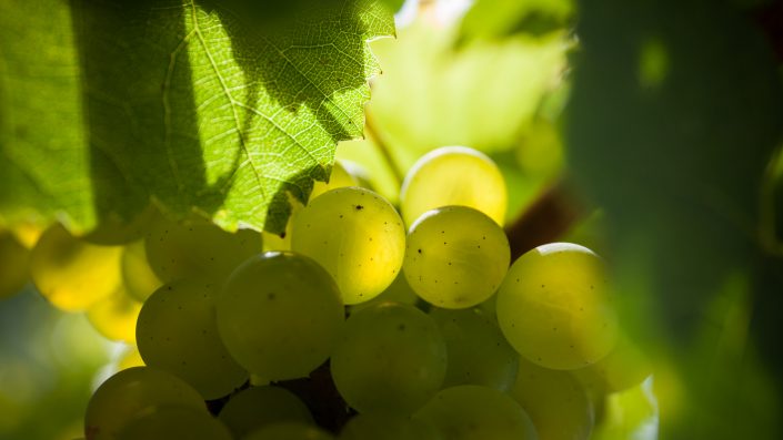 Film domaine Servin à Chablis